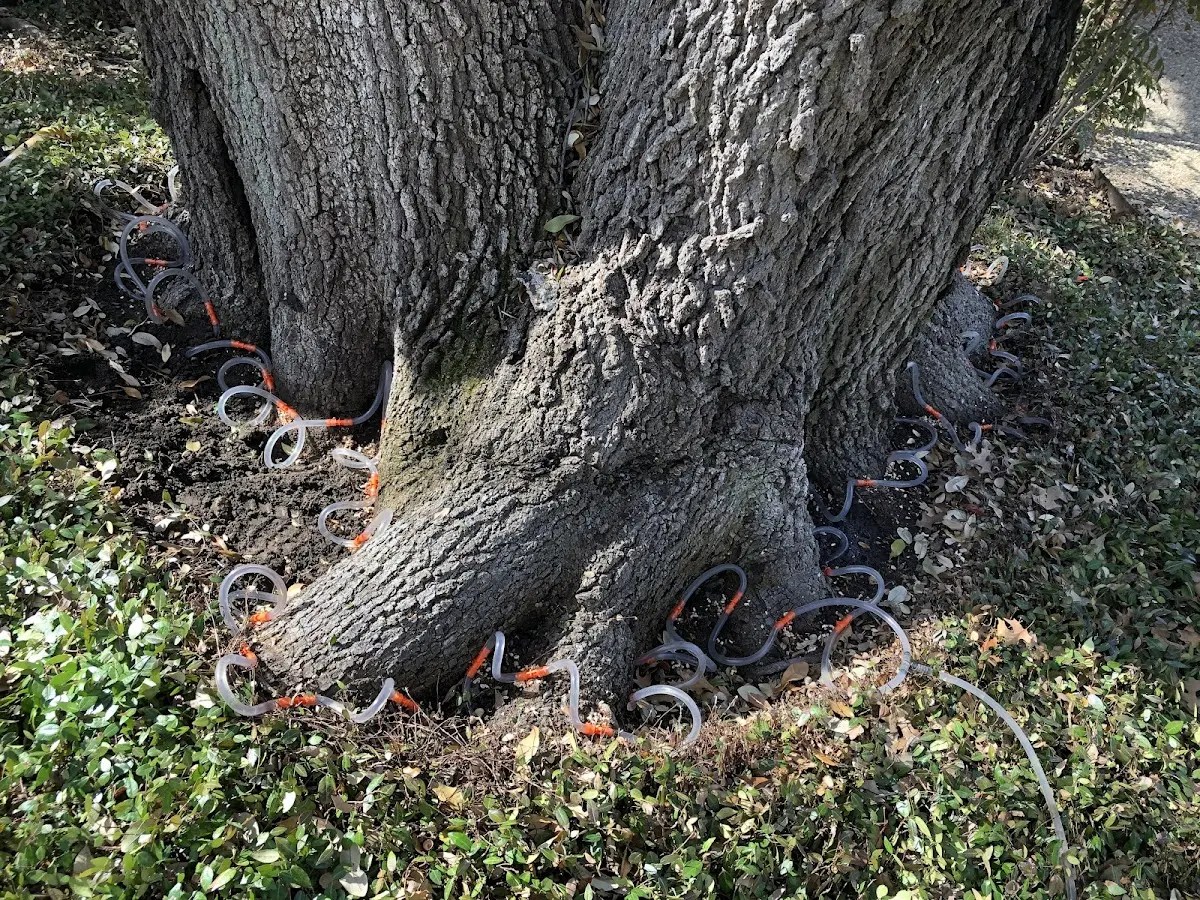 Detailed Tree Cabling and Bracing job site in Ebro