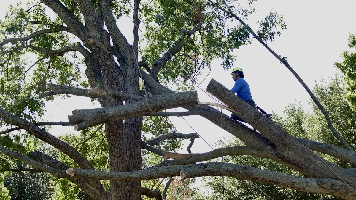 Professional Crown Thinning performed by certified arborists in Ebro